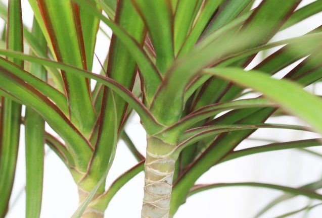 dracaena