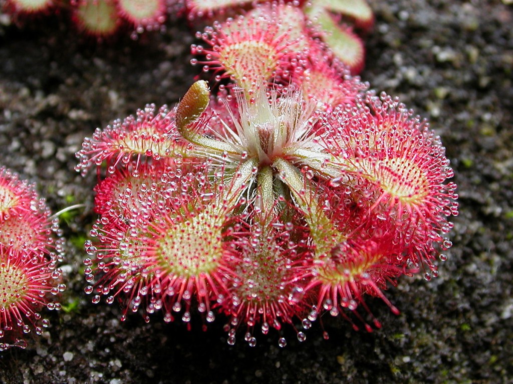 drosera como plantar