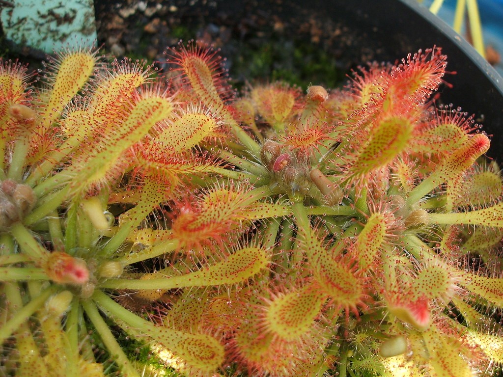  drosera