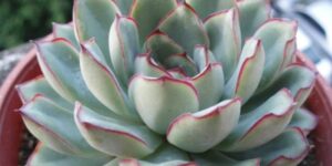 echeveria de pulido