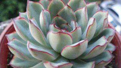 echeveria de pulido