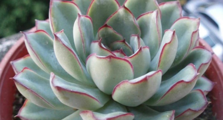 echeveria de pulido