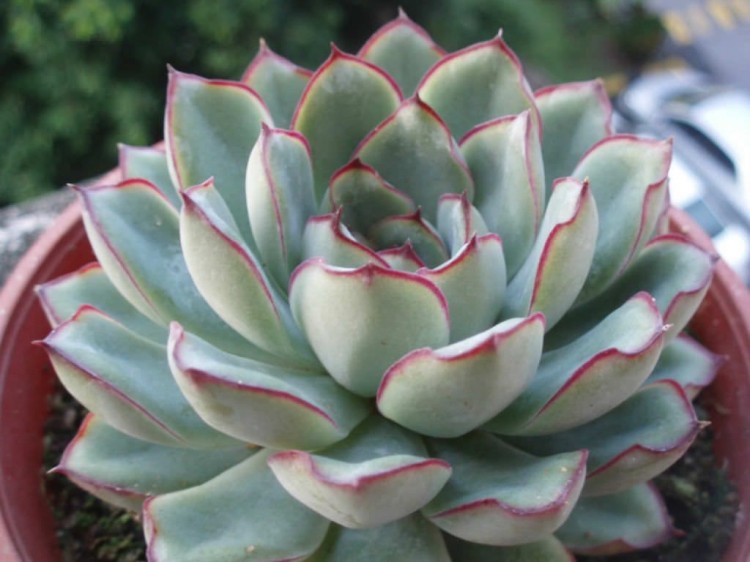 echeveria de pulido