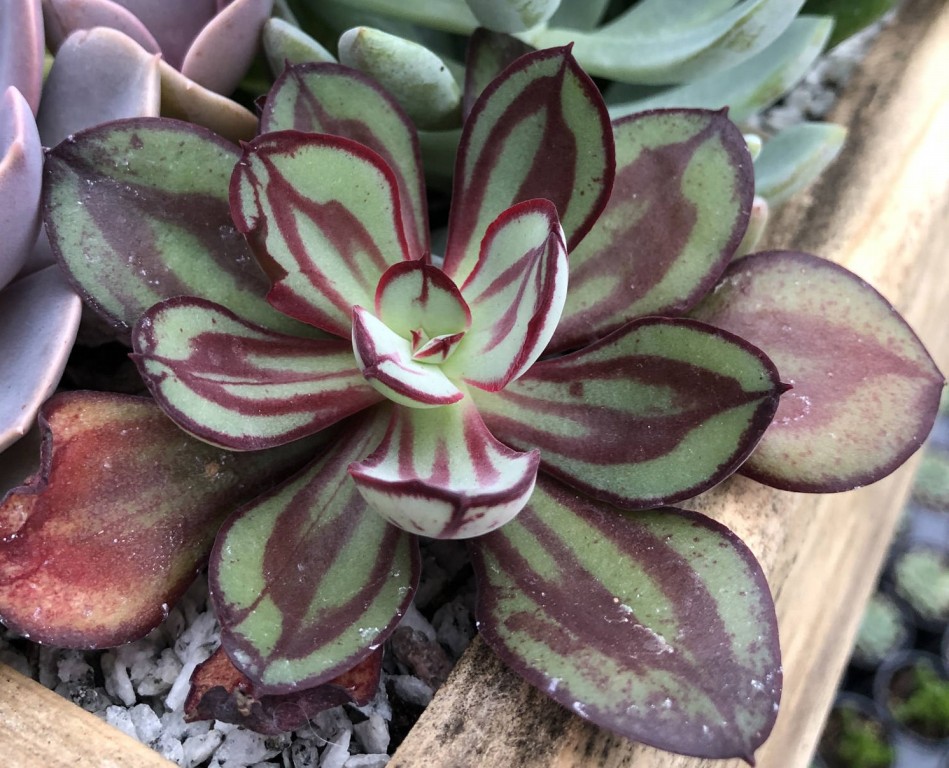 echeveria pintada como plantar