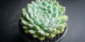 echeveria setosa