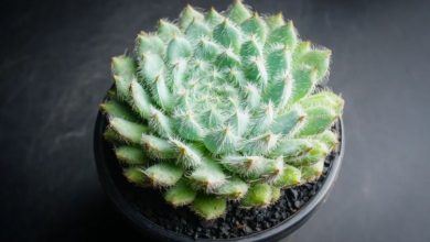echeveria setosa