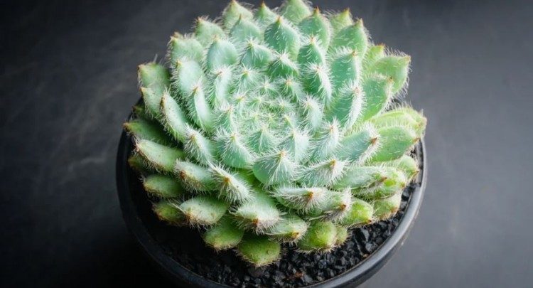 echeveria setosa