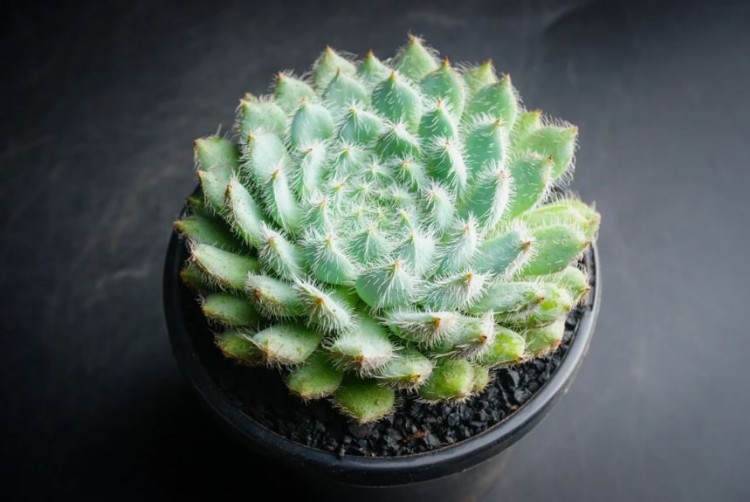 echeveria setosa