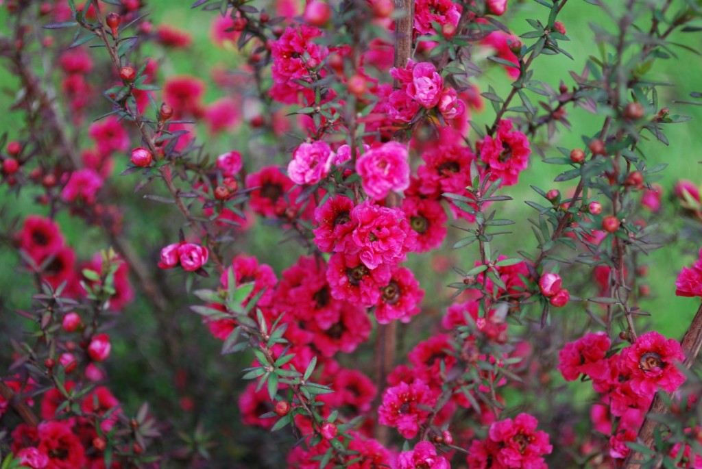 erica japonesa