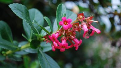 escallonia