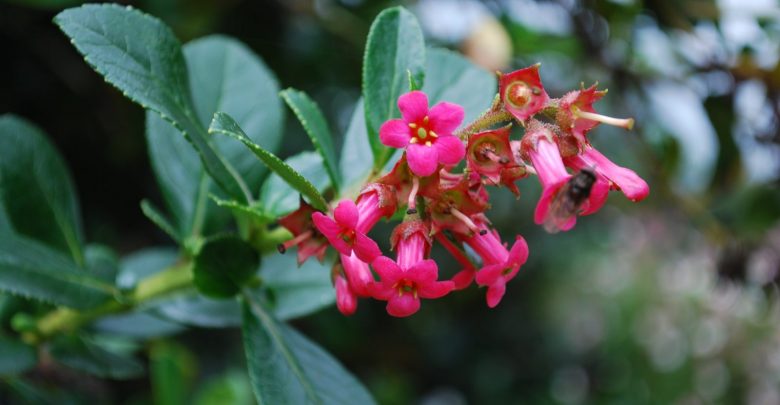 escallonia