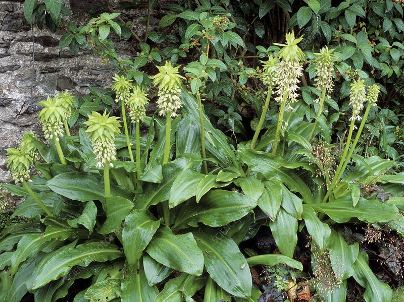 eucomis