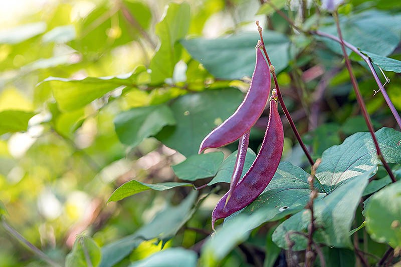 feijão roxo cultivo