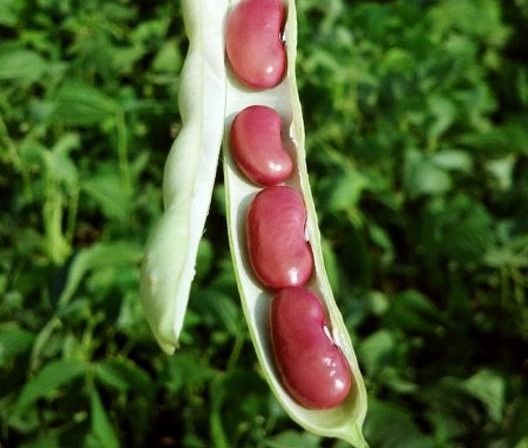 feijao vermelho colheita