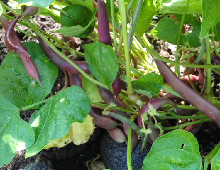 feijao vermelho como plantar