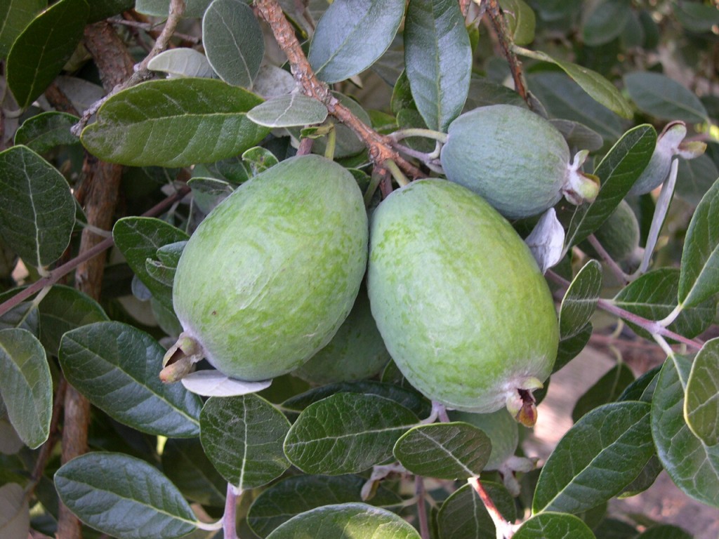 feijoa como plantar