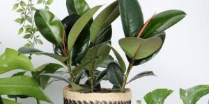 ficus elastica