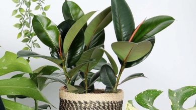 ficus elastica