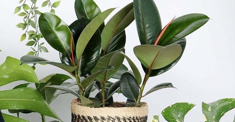 ficus elastica