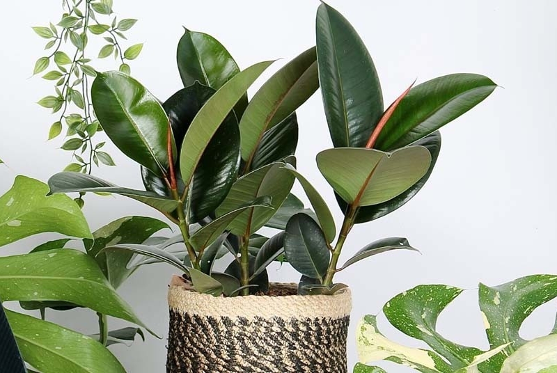 ficus elastica