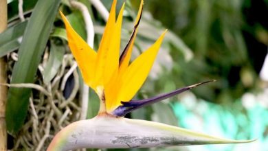 flor ave do paraiso