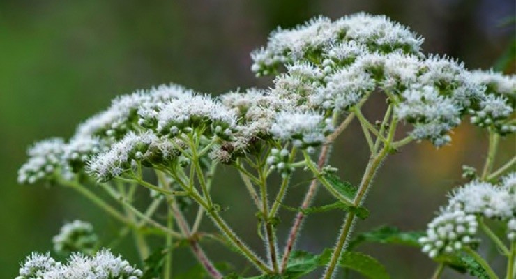 flor boneset