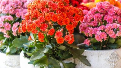 flor da fortuna