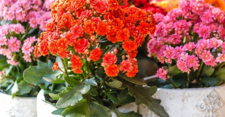 flor da fortuna