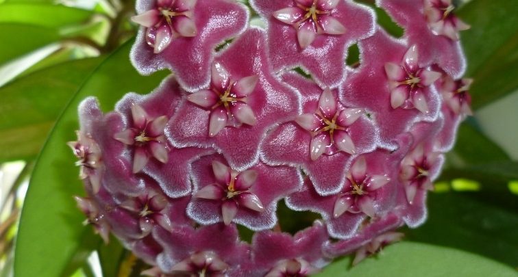 flor de cera
