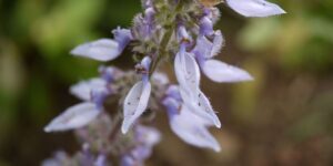 flor de espigão azul