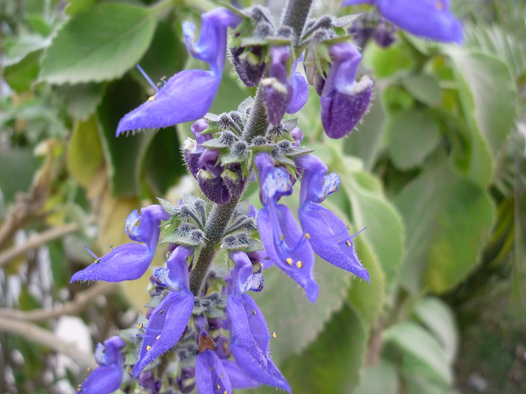 flor de espigão azul cultivo