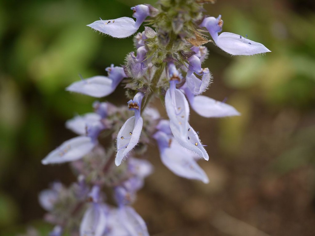 flor de espigão azul