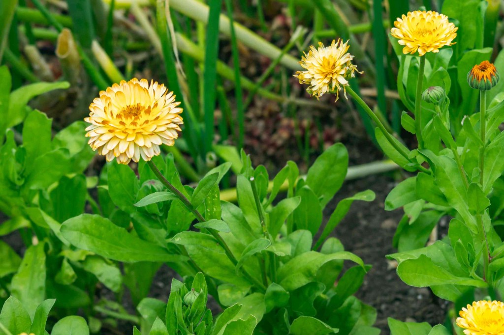 flor de palha