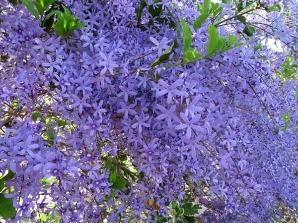 flor de sao miguel