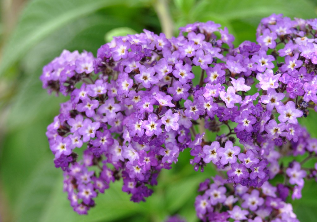 flor heliotropio