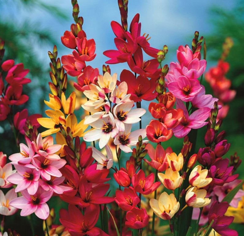 flor ixia como plantar