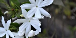 flor jasmim branco