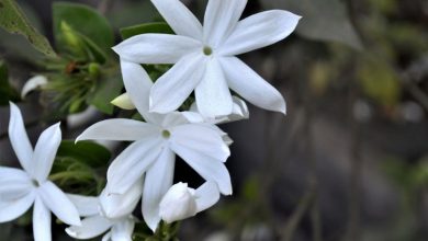 flor jasmim branco