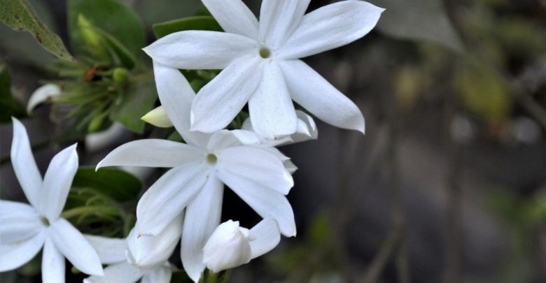 flor jasmim branco