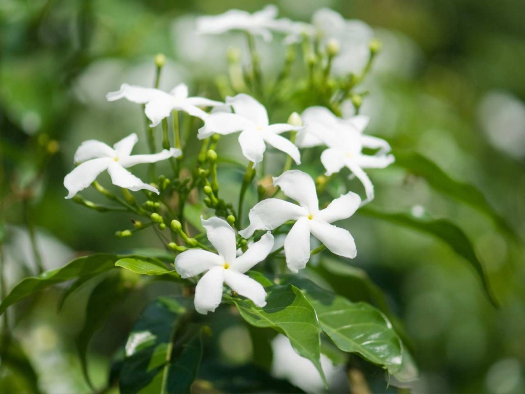 flor jasmim branco como plantar