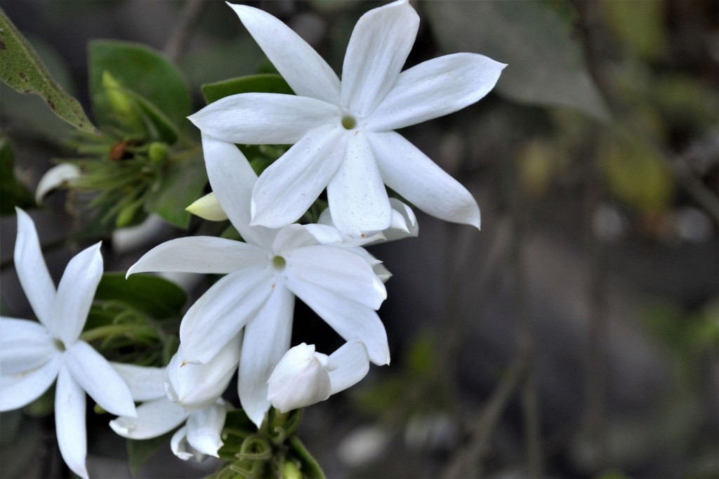 flor jasmim branco