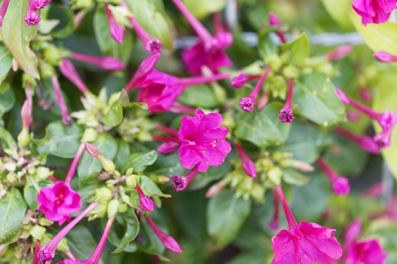 flor maravilha como plantar