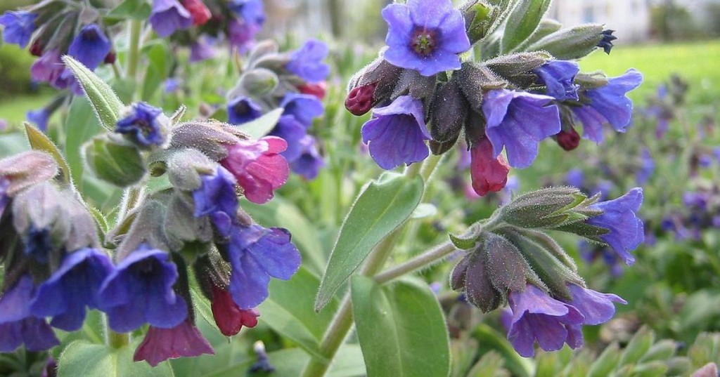 flor pulmonária como cultivar