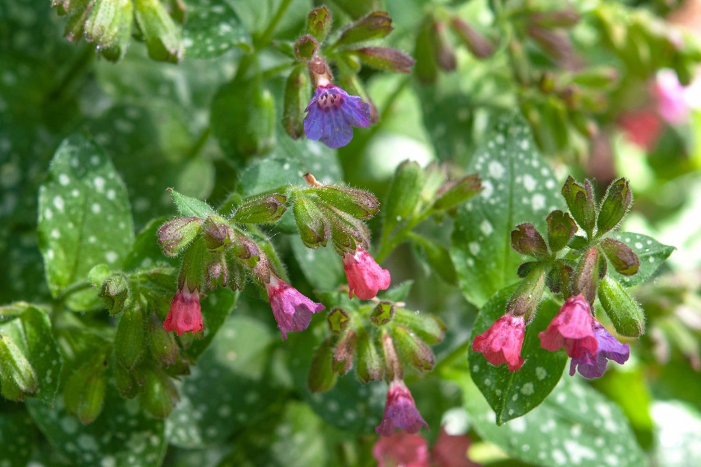 flor pulmonaria