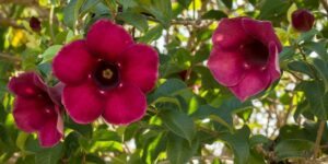 flores taça de vinho