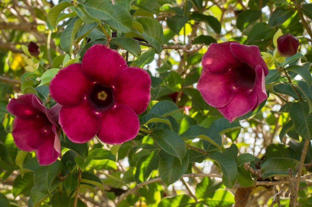 flores taça de vinho