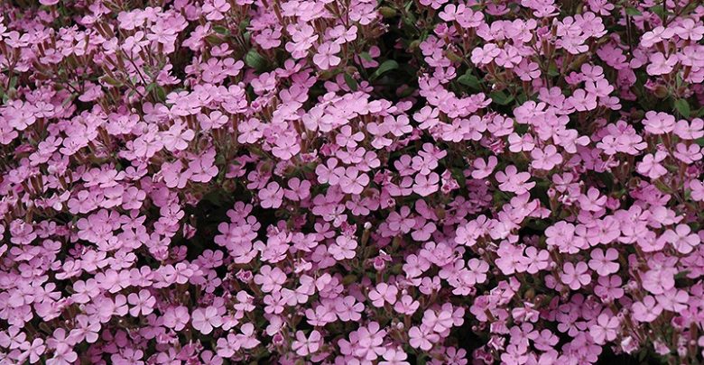 flox de musgo