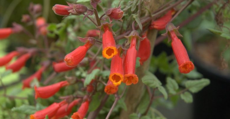 glória chilena como plantar