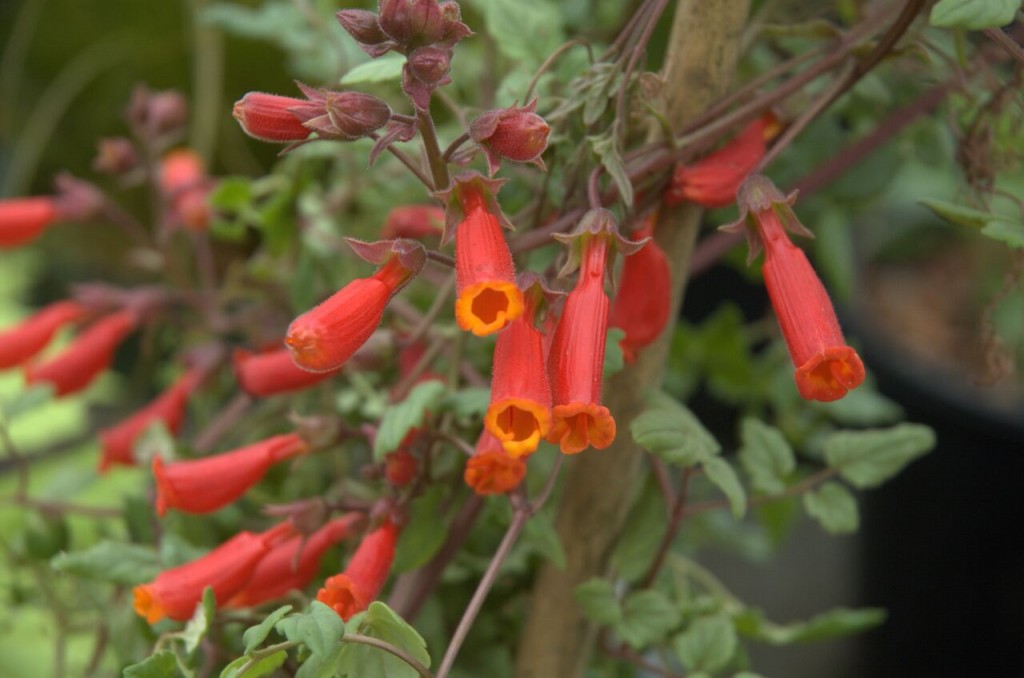 glória chilena como plantar