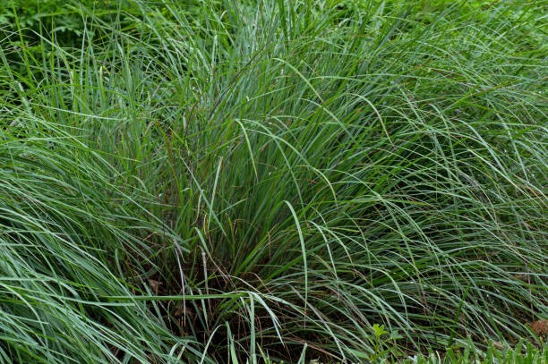 grama bluestem